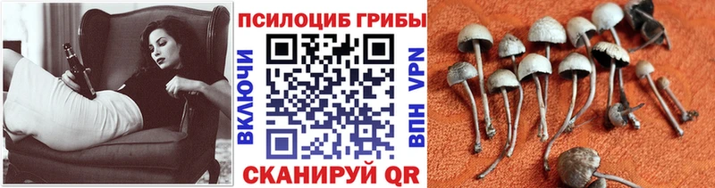 нарко площадка формула  Тимашёвск  Псилоцибиновые грибы MAGIC MUSHROOMS 